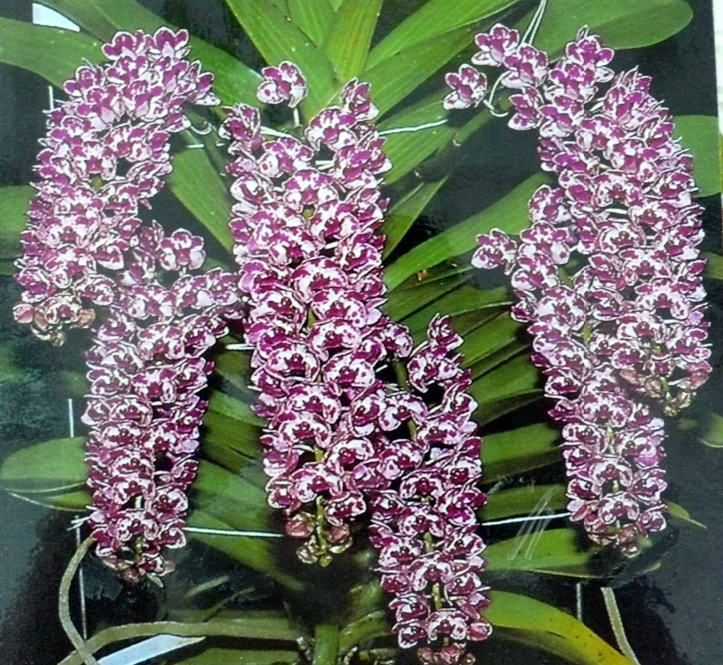 Rhynchostylis gigantea (spotted/gepunktet)