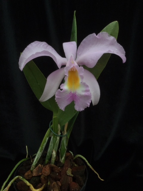 Cattleya Jairak Cosmos 