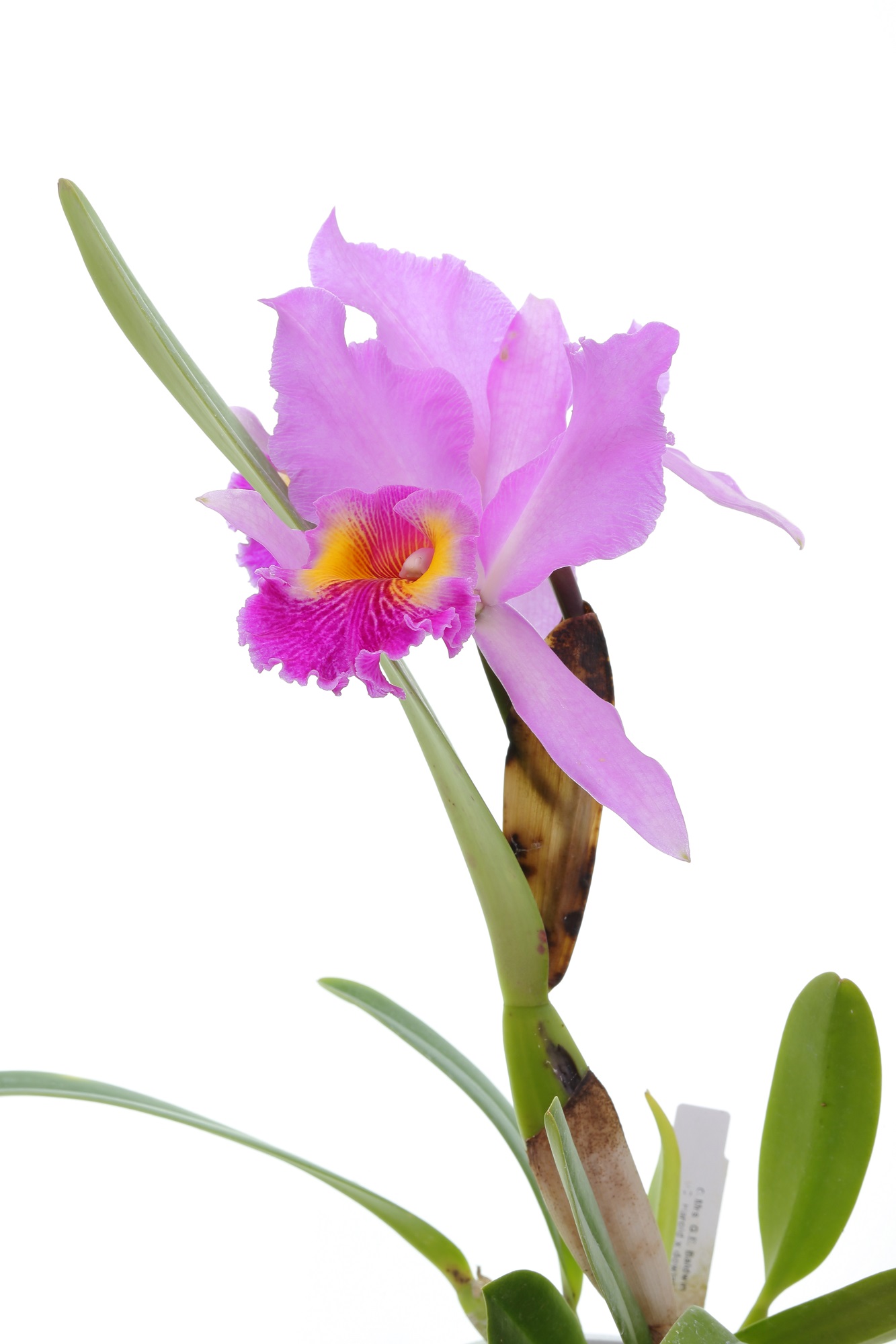 Cattleya Mrs. G. E. Baldwin