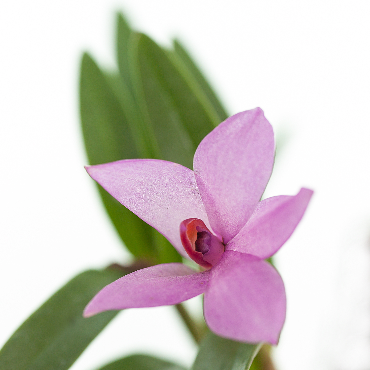 Dendrobium  subuliferum x glomeratum