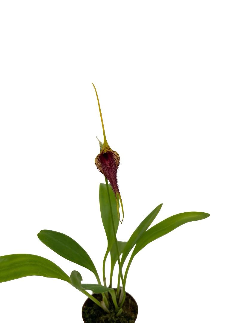 Masdevallia bennettii