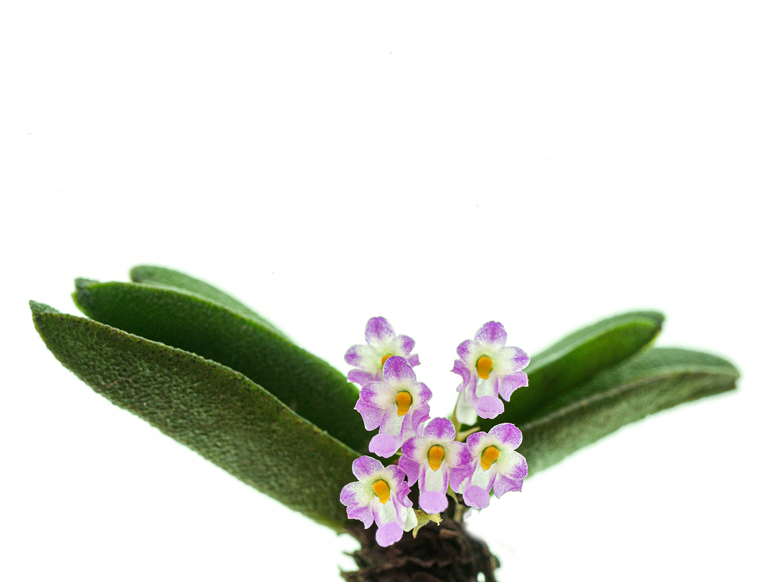 Schoenorchis tixieri (aufgebunden) (mounted)