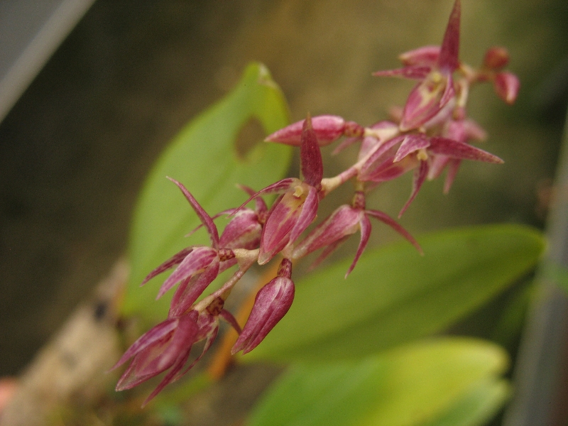 Pleurothallis pedunculata