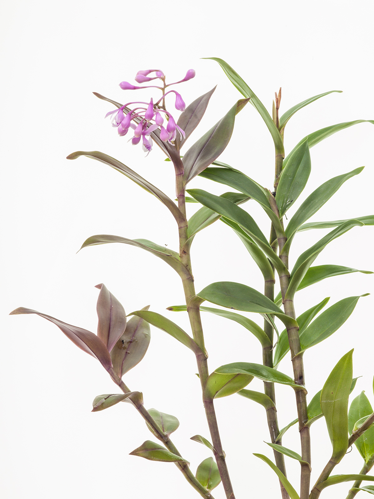 Epidendrum Anika Hassinger