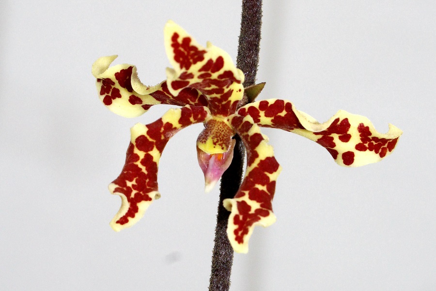Dimorphorchis lowii