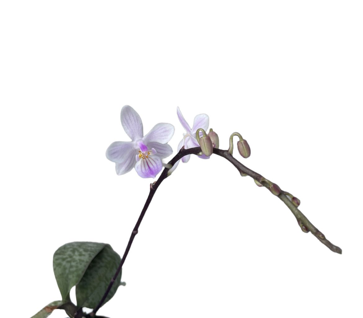 Phalaenopsis lindenii