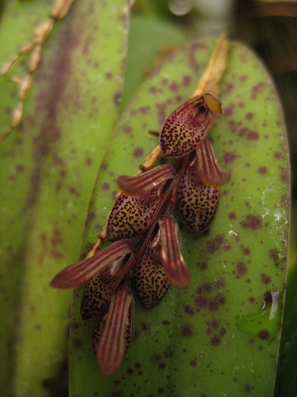 Pleurothallis smithiana