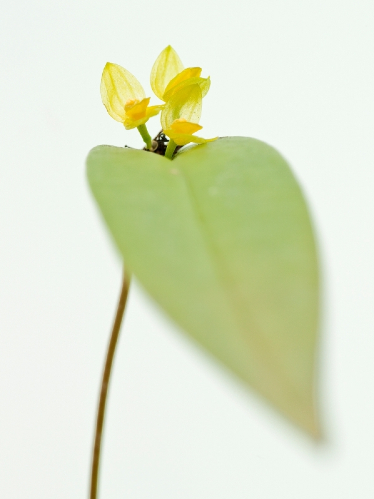 Pleurothallis isthmica