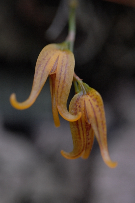 Pleurothallis tripterantha