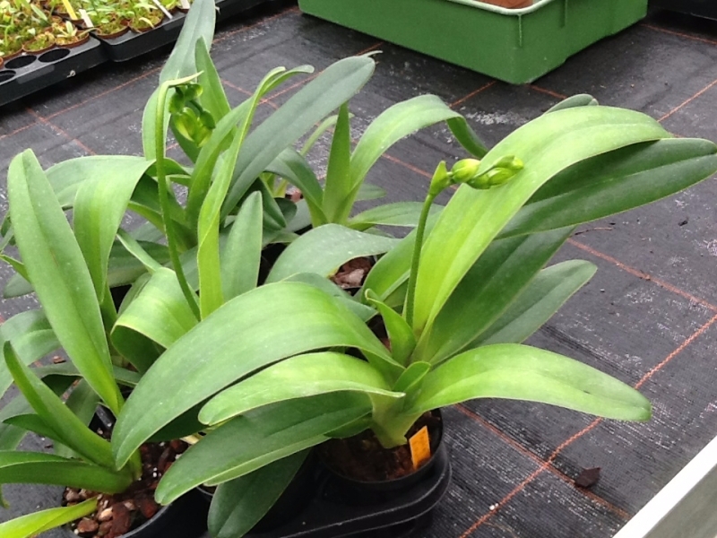 Paphiopedilum dianthum
