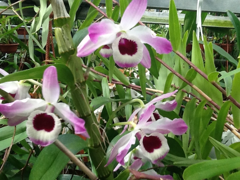 Dendrobium nobile var.cooksonianum