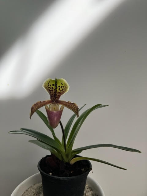 Paphiopedilum Henryanum mini Hybride