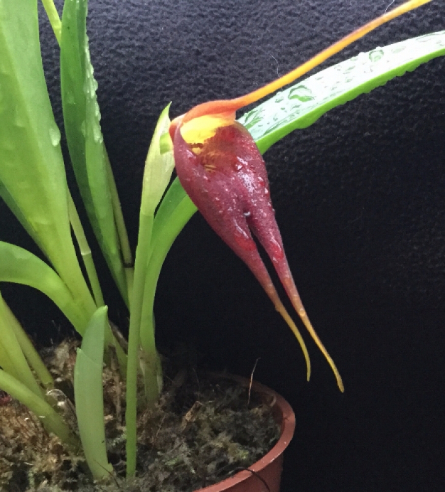 Masdevallia (veitchiana x decumana) x melanoxantha