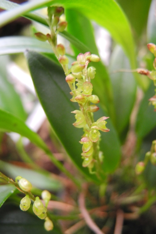 Pleurothallis divaricans