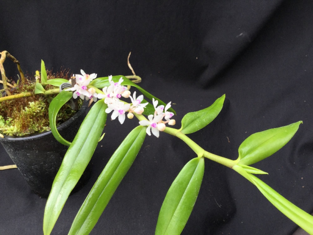 Trichoglottis rosea