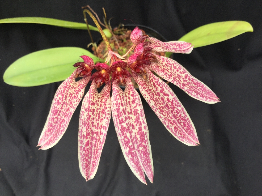 Bulbophyllum longiflorum