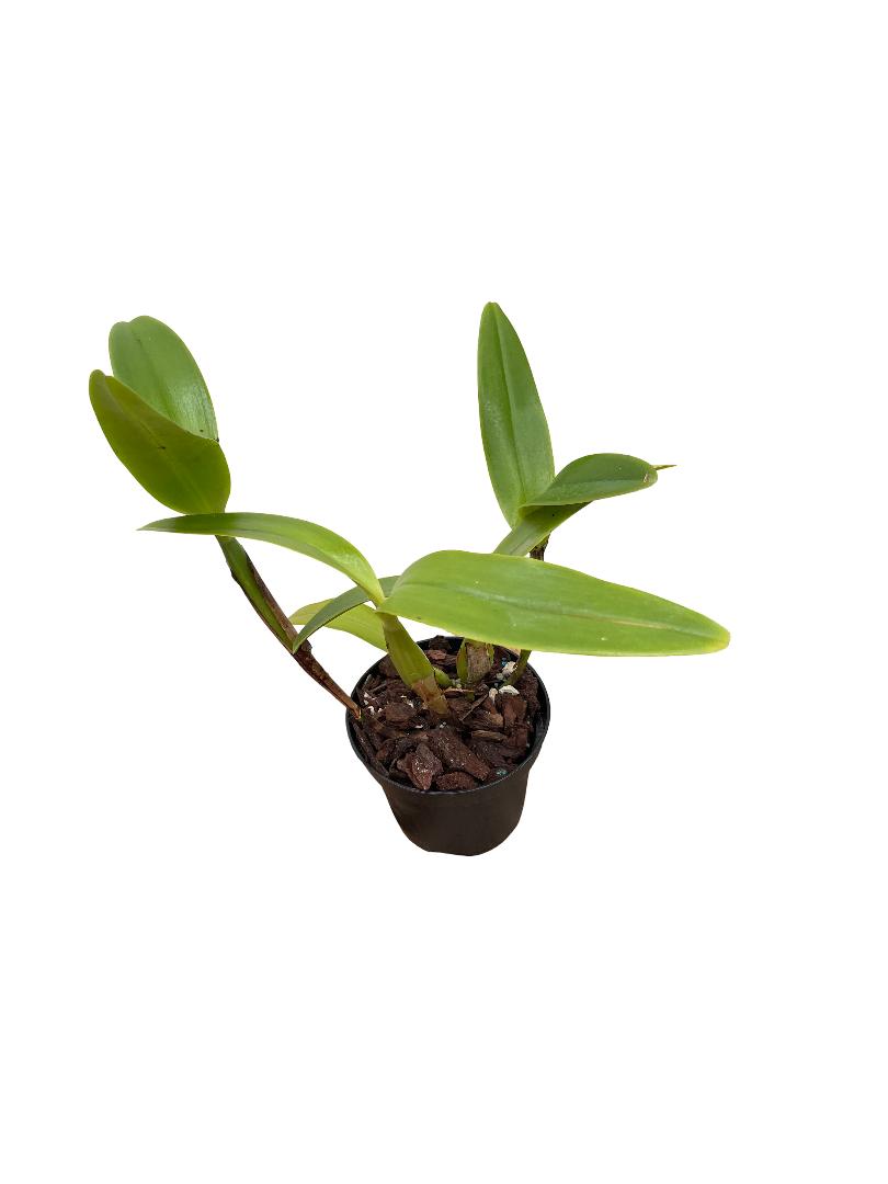 Cattleya deckeri var. coerulea