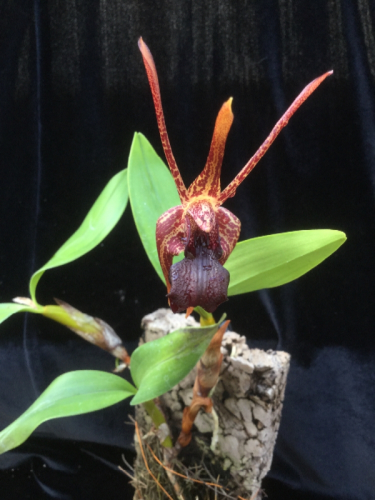 Epigeneium amplum (Dendrobium amplum)