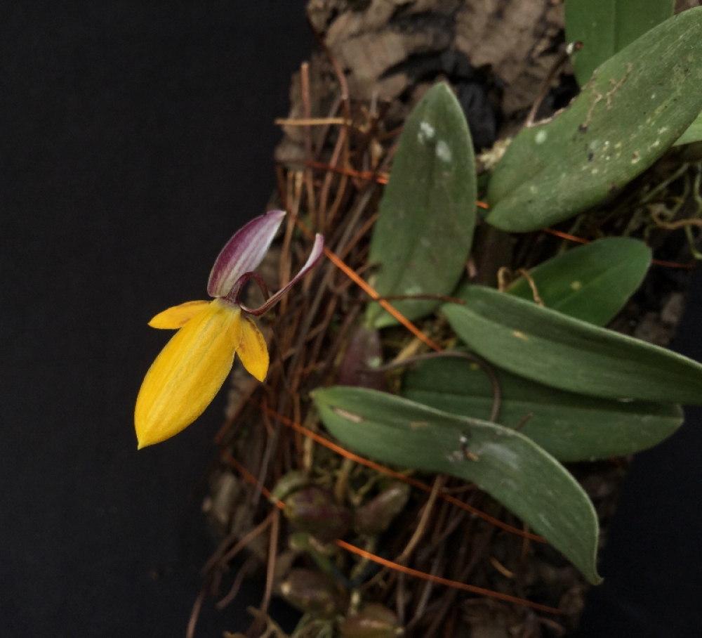 Bulbophyllum bolsteri (aufgebunden)