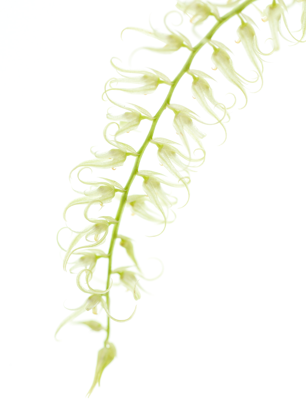 Dendrochilum arachnites
