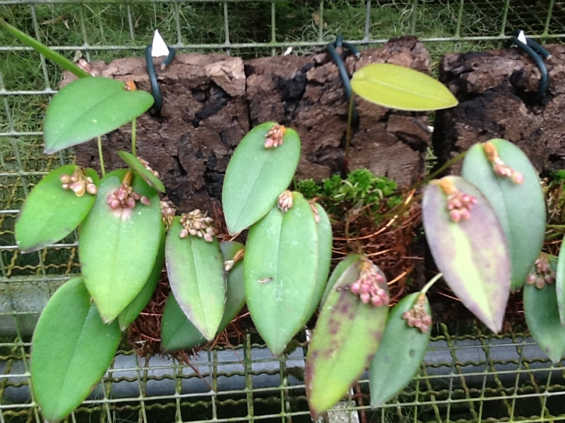 Pleurothallis canaligera