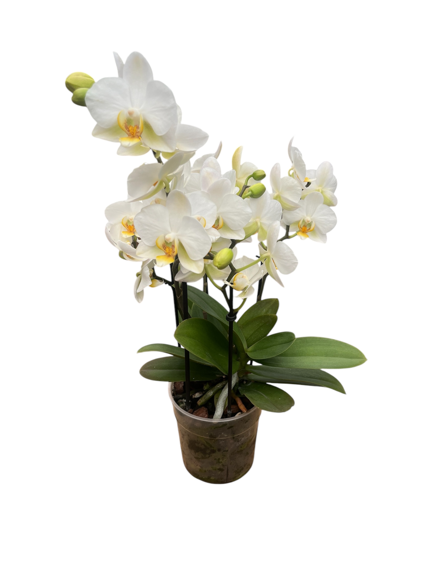 Phalaenopsis Boquetto Beauty