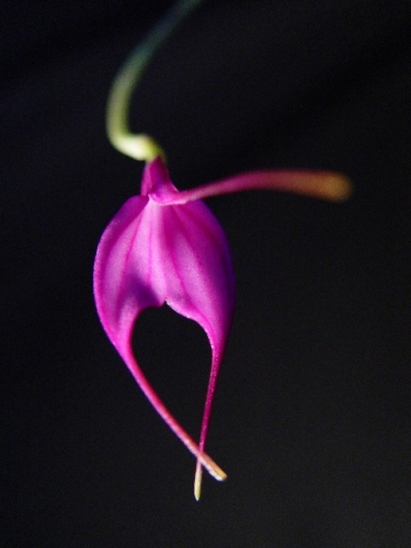 Masdevallia fletscheriana