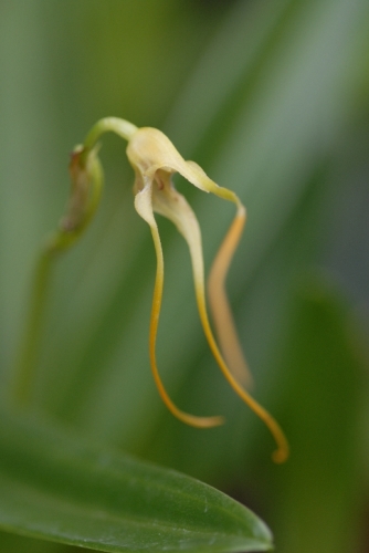 Masdevallia mezae