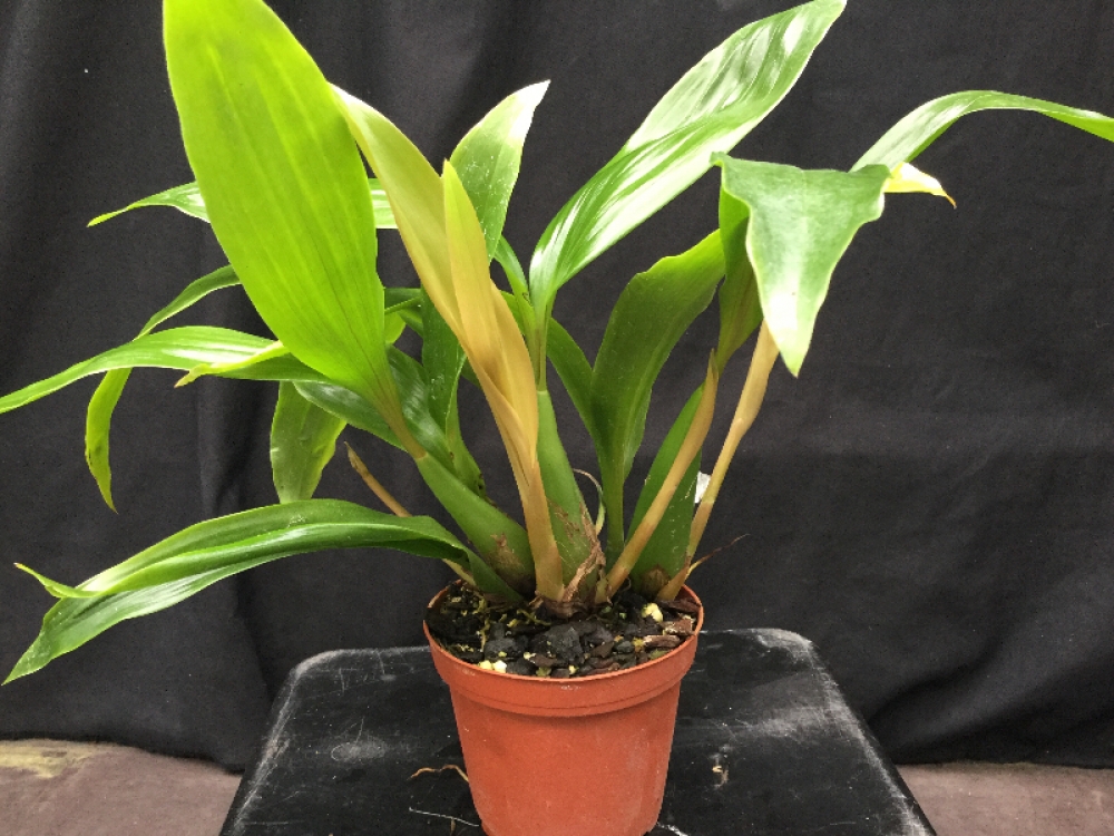 Coelogyne speciosa x miniata