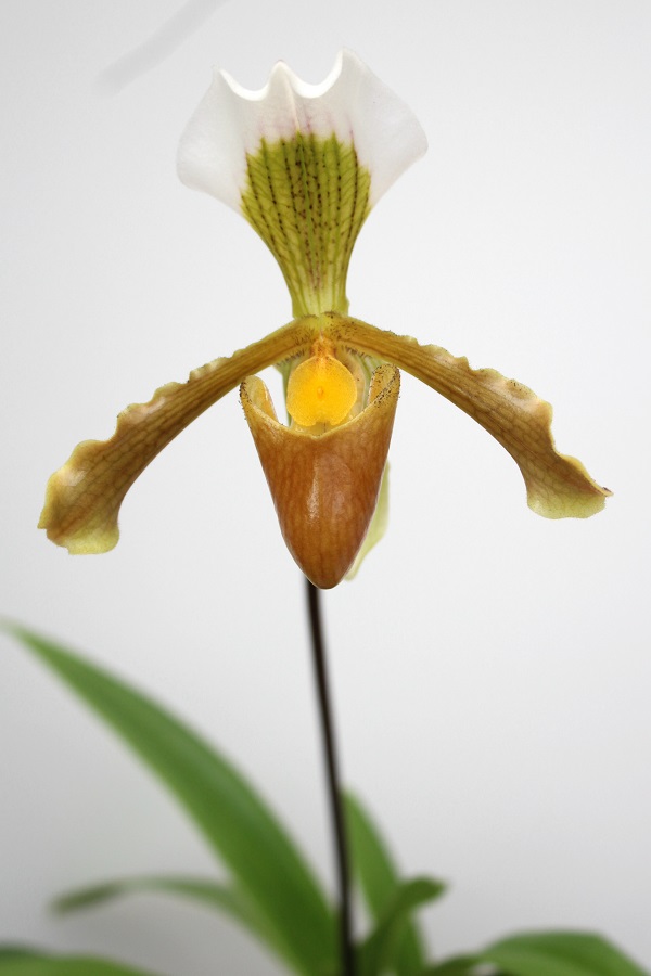 Paphiopedilum areeanum