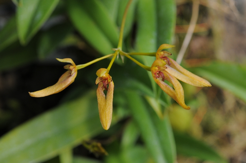 Bulbophyllum helenae