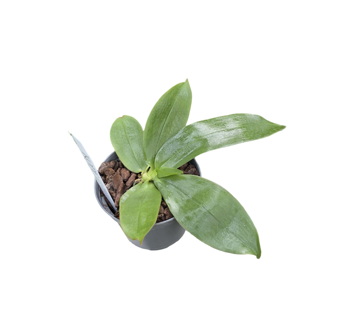 Aerangis macrocentra (getopft)