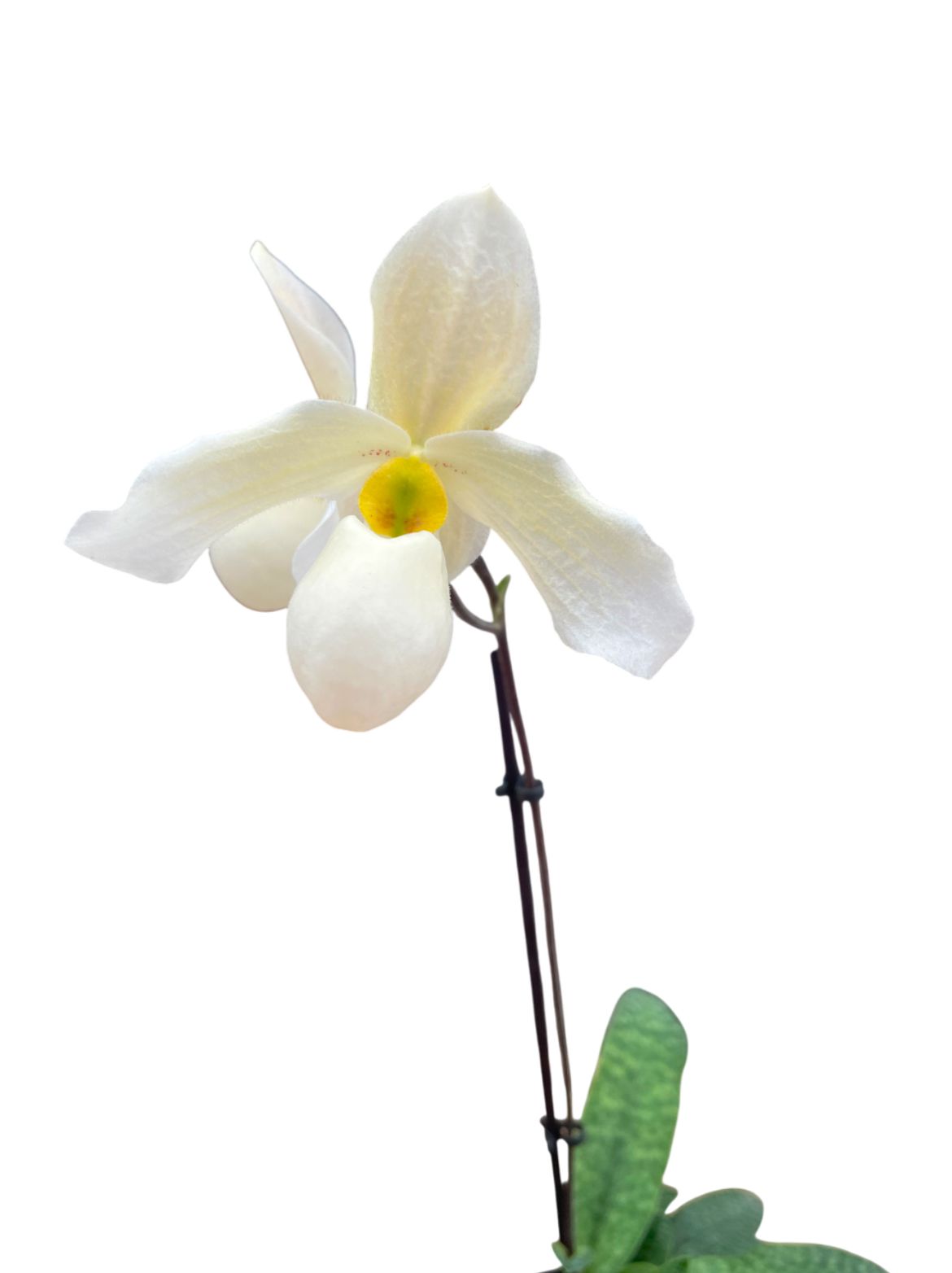 Paphiopedilum Primcolor x delenatii vinicolor