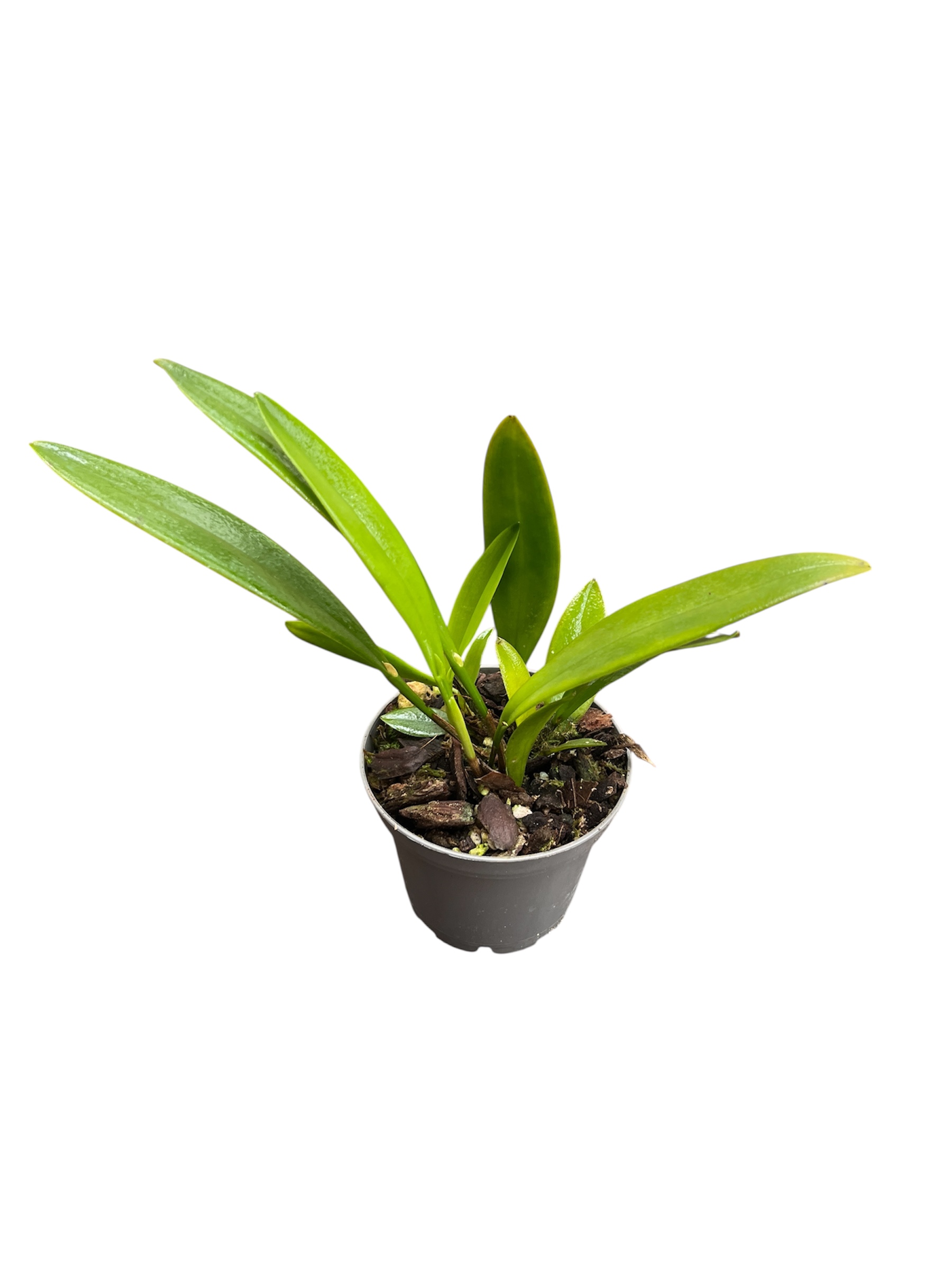 Acianthera  hoffmannseggiana