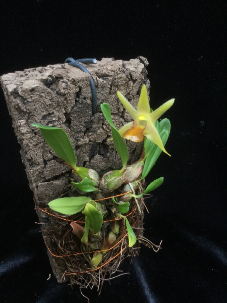 Dendrobium nakaharae (Epigeneium nakaharae)