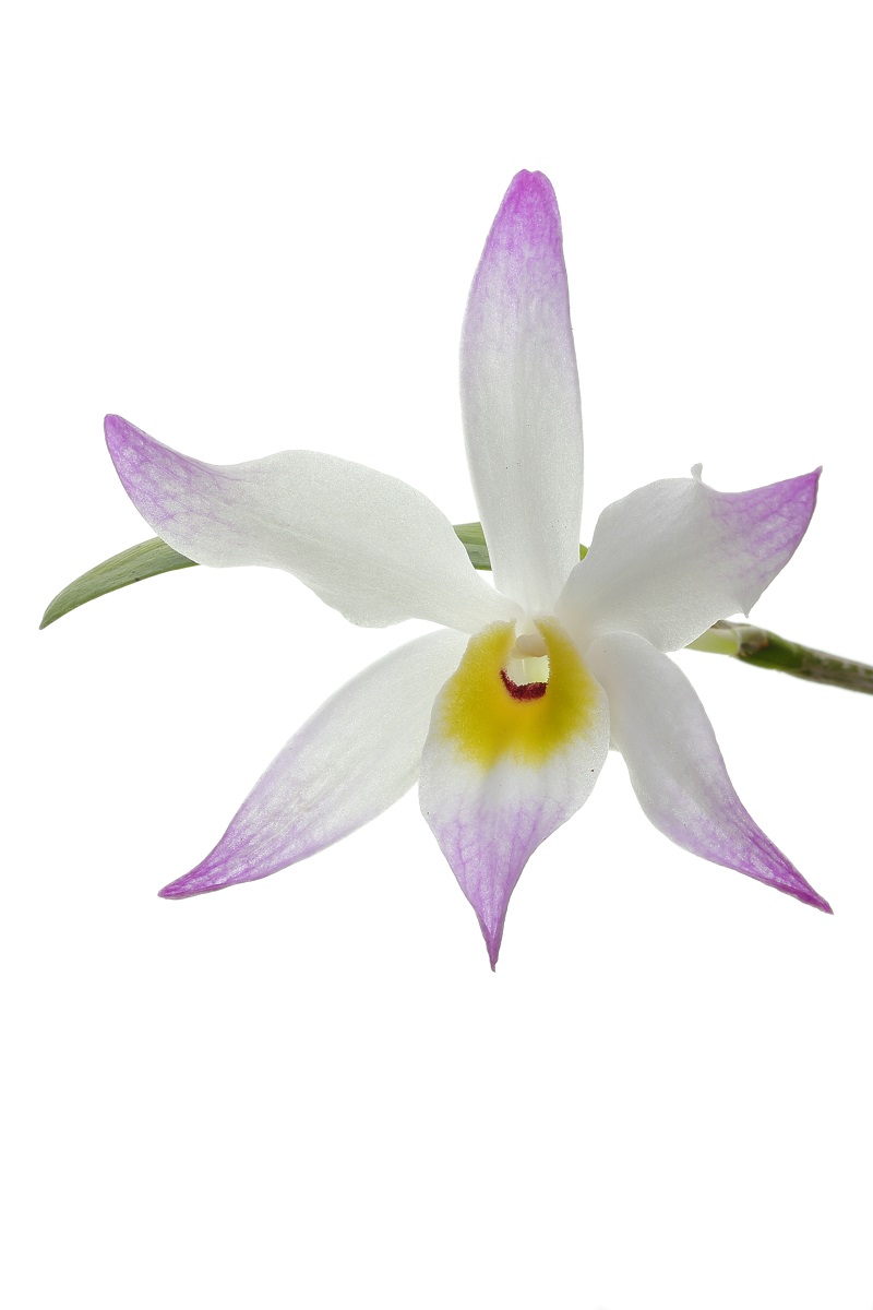 Dendrobium vietnamense