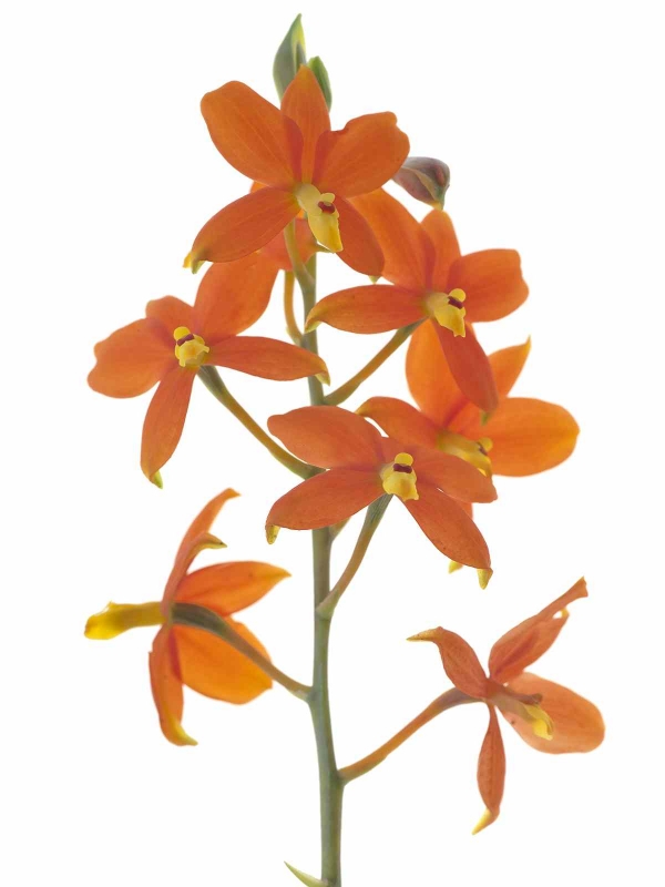 Encyclia vitellina