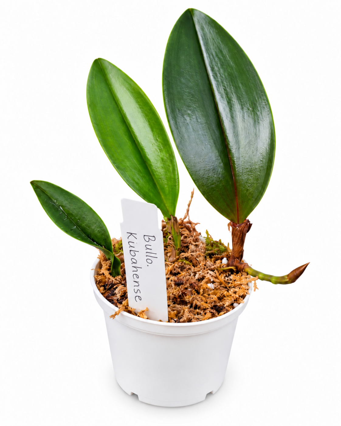Bulbophyllum kubahense