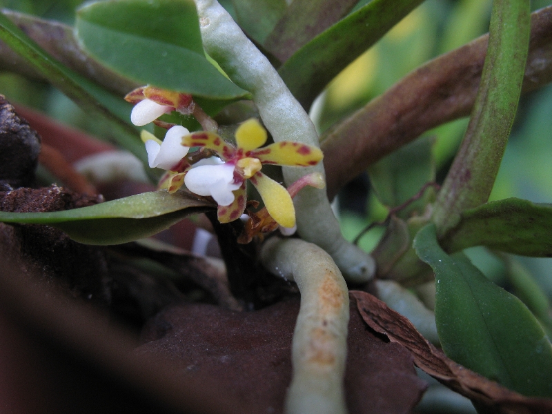 Pomatocalpa angustifolium