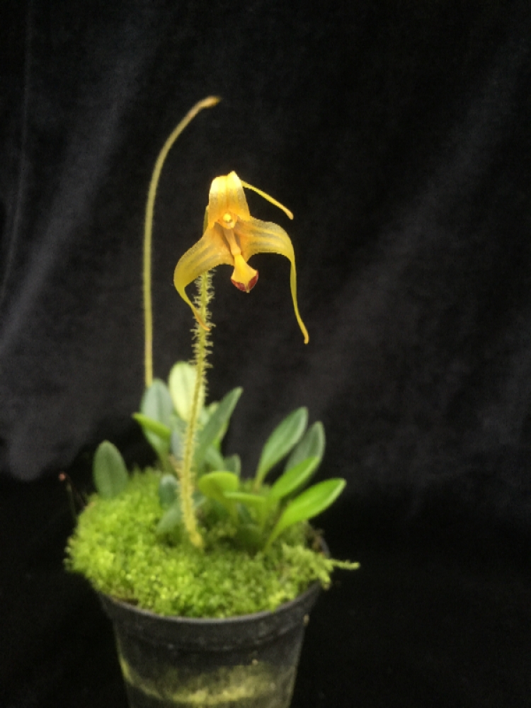 Porroglossum echidna