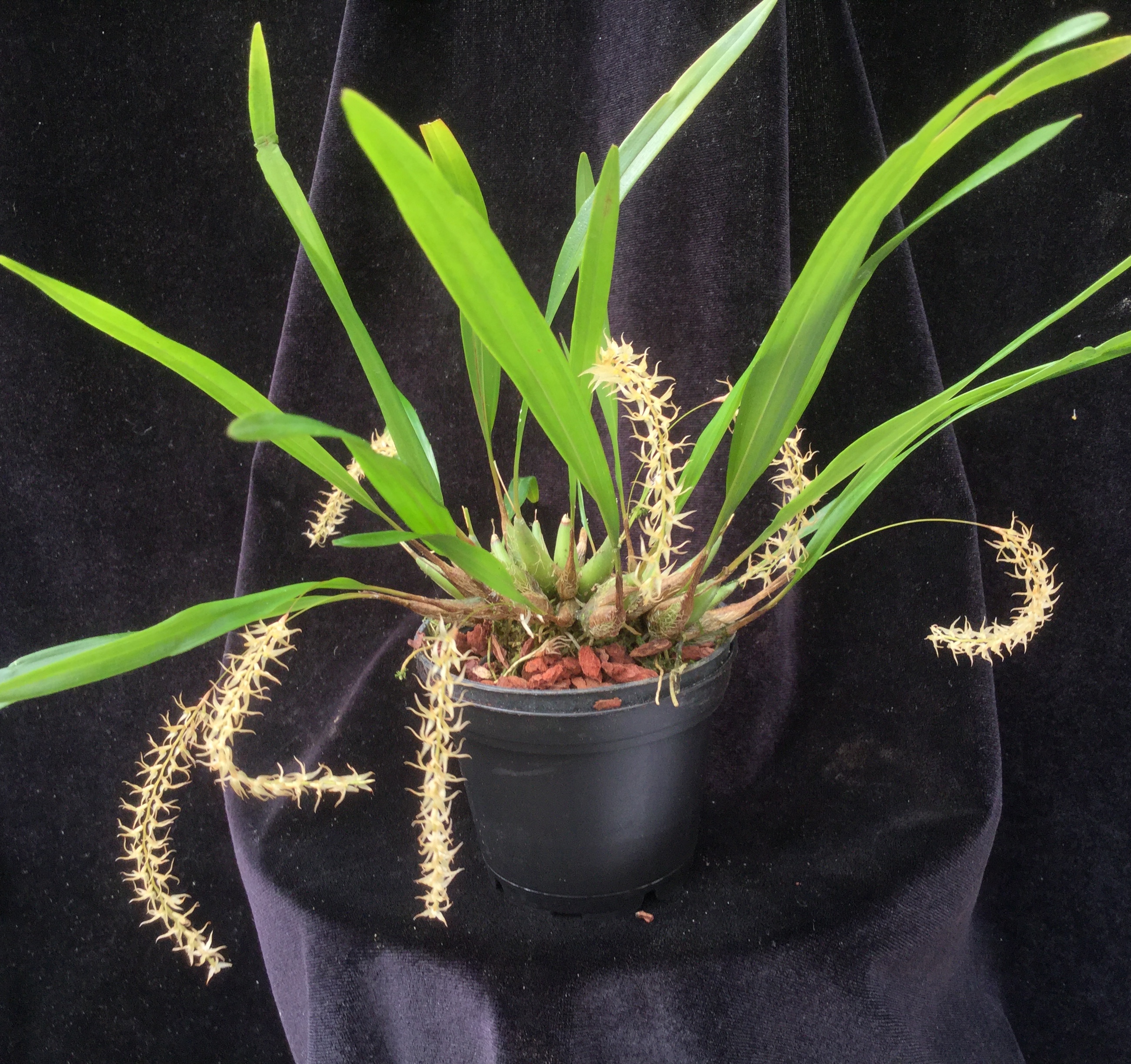 Dendrochilum fuscatum