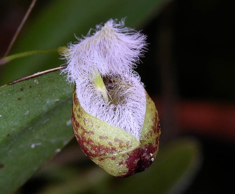 Pleurothallis cypripedioides