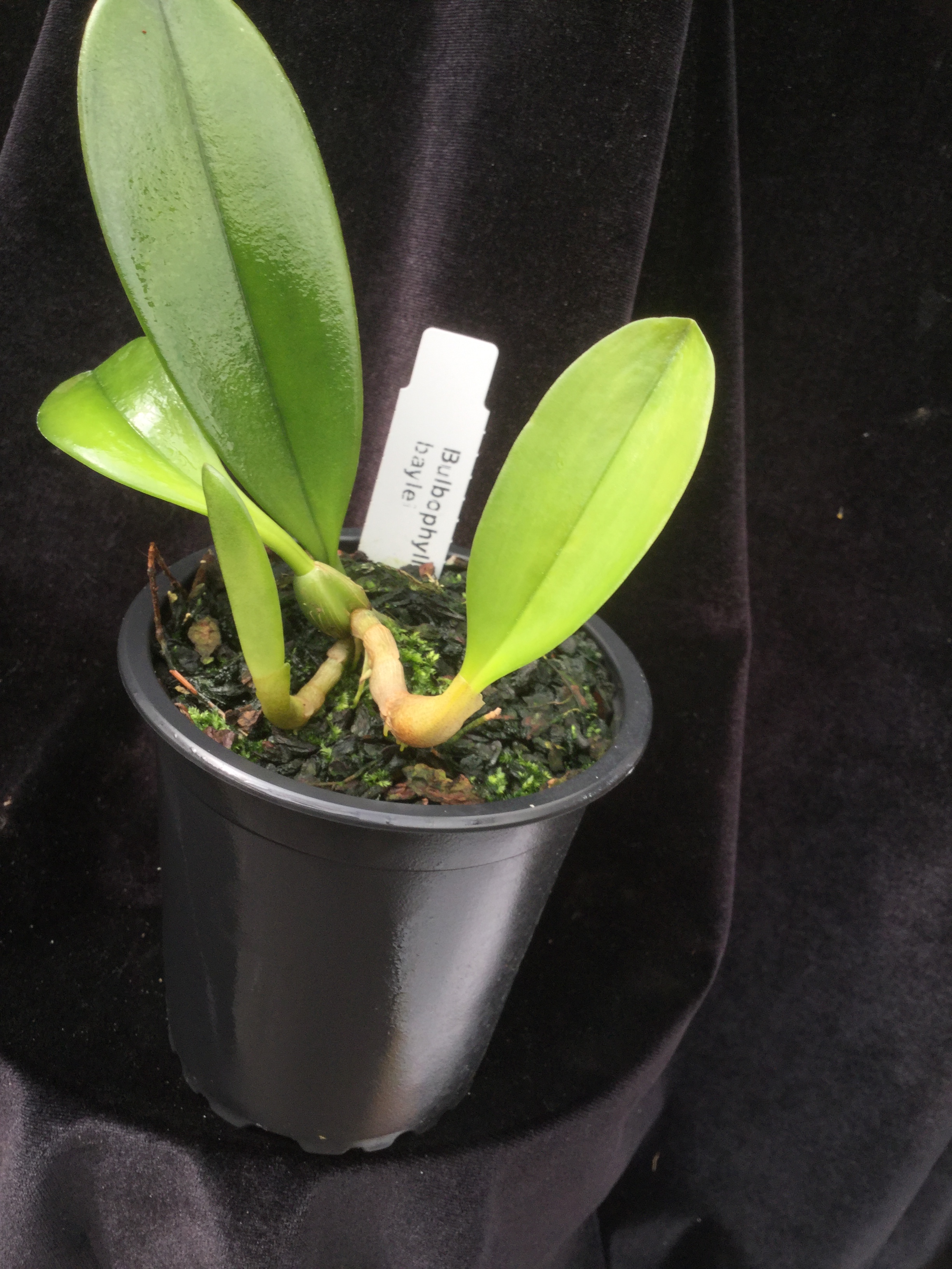 Bulbophyllum baileyi