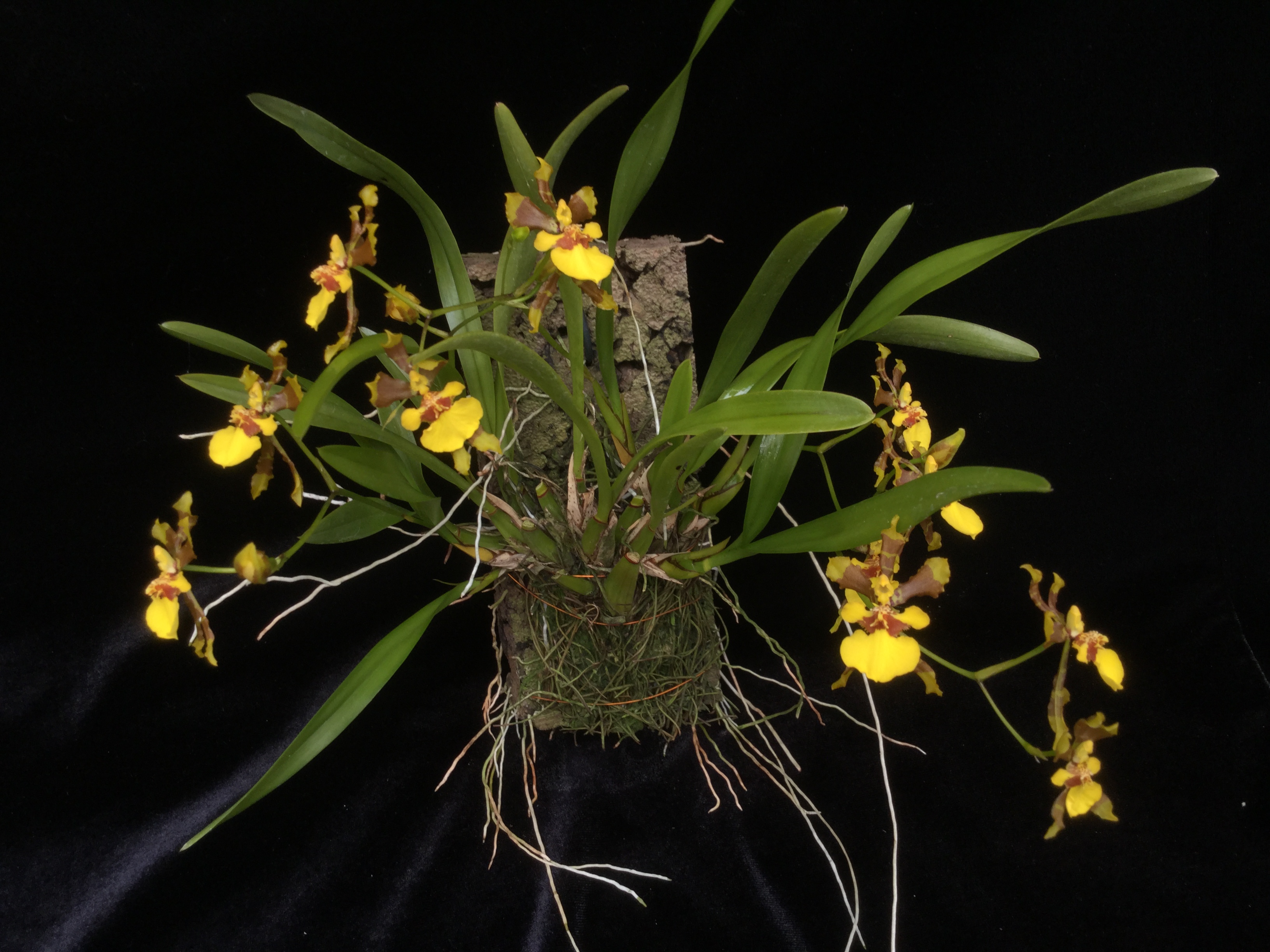 Oncidium longipes