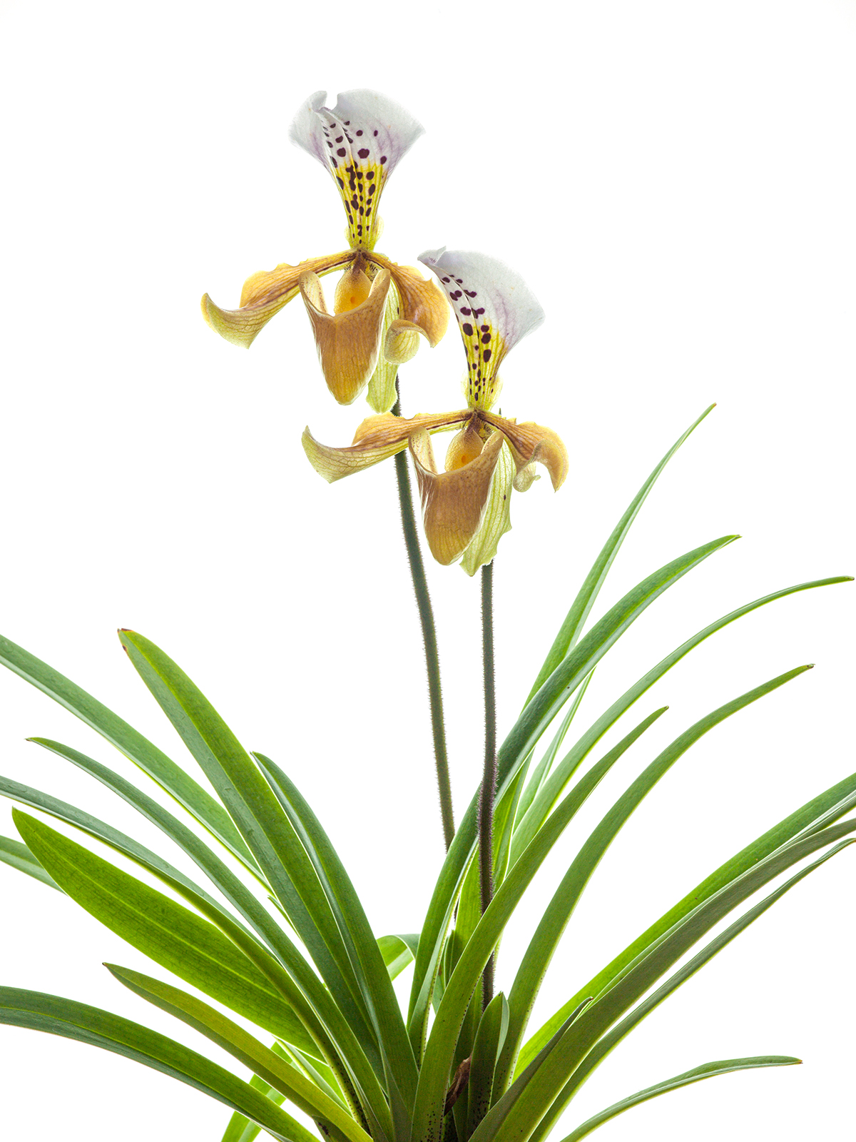 Paphiopedilum gratrixianum