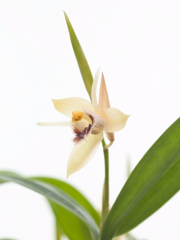 Coelogyne fuliginosa