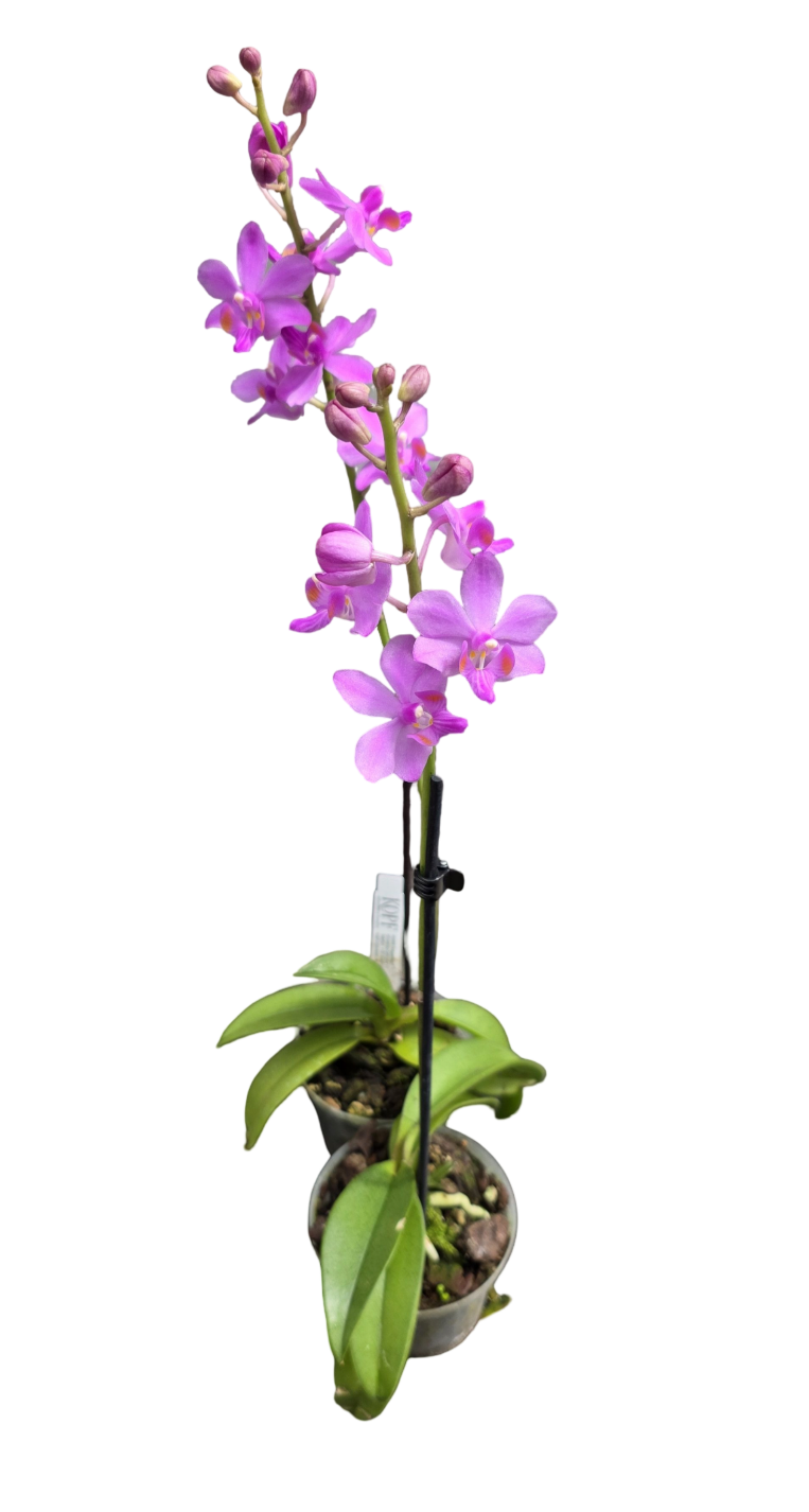 Phalaenopsis ubonensis