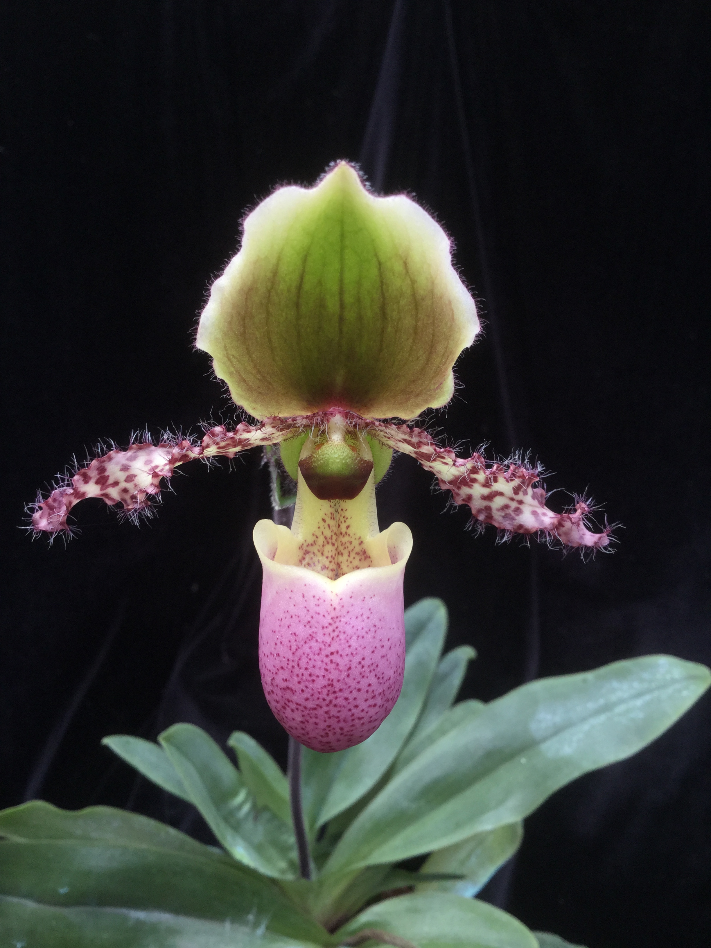 Paphiopedilum Pinocchio