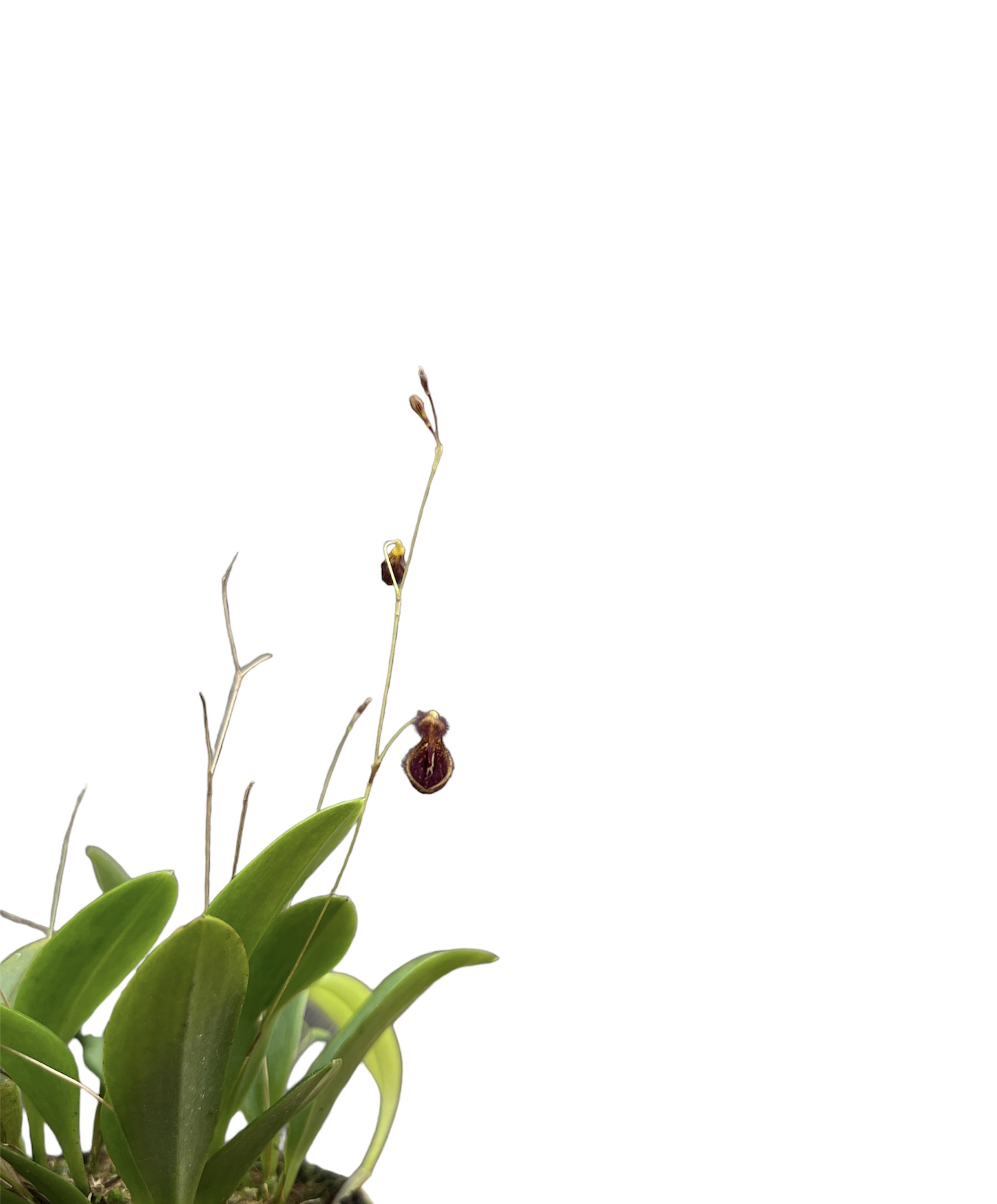 Pleurothallis trichostoma