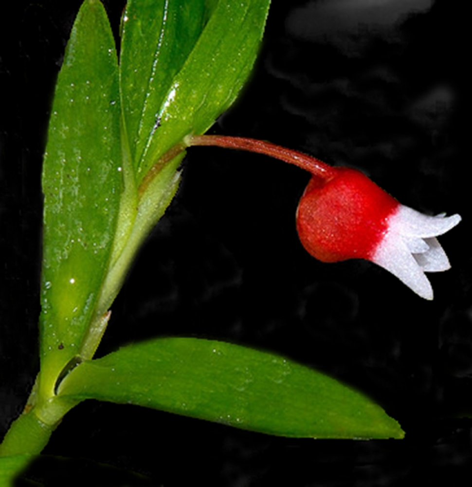 Mediocalcar bifolium